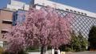 桜の花が満開でとても美しかった