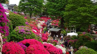 つつじが素晴らしいです