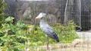 楽しくユニークな動物園