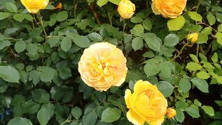 ローズガーデン