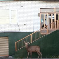 民宿入り口。鹿さんが来ます。