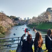 夜景も含め、ここからの千鳥ヶ淵の景色が、東京でナンバーワンだと思います！