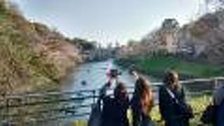 夜景も含め、ここからの千鳥ヶ淵の景色が、東京でナンバーワンだと思います！