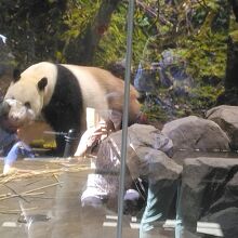西園ではイケパン、リーリーに会えました