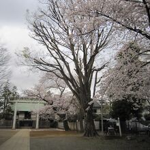 ２満開の桜と社殿
