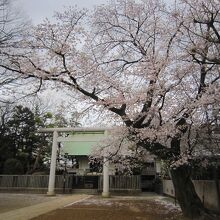 ３満開の桜と社殿