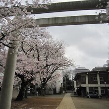 ６社殿からボロ市通り方面