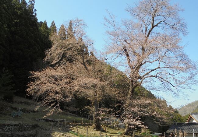 苗代桜