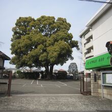 ２お寺正門から大きなクスノキ