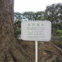 ３保存樹木の表示板