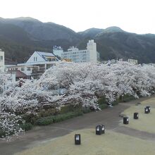 飛騨川の桜　ホテルから徒歩５分