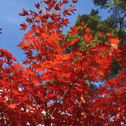 紅葉がとても綺麗