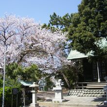 神明宮の桜