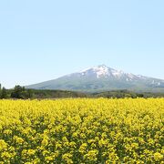 菜の花畑を探して訪問しました