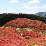 さすがの圧巻のツツジでした