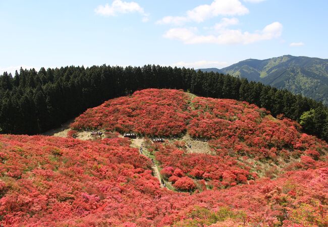 さすがの圧巻のツツジでした