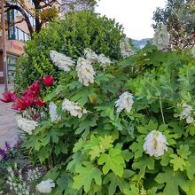 フラワーロード （カシワバアジサイ）