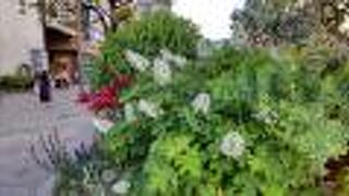 あじさいが美しく咲いていた