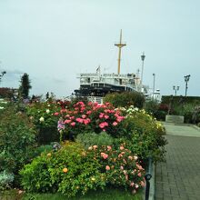 バラの花が満開