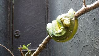 体感型動物園 iZoo