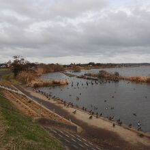 白鳥飛来地の風景