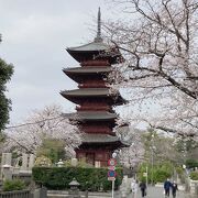 桜と関東最古の五重塔