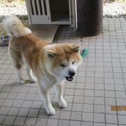 秋田犬に会える土産物屋