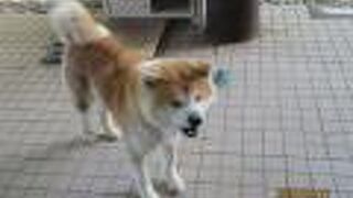 秋田犬に会える土産物屋