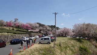 三多気桜まつり