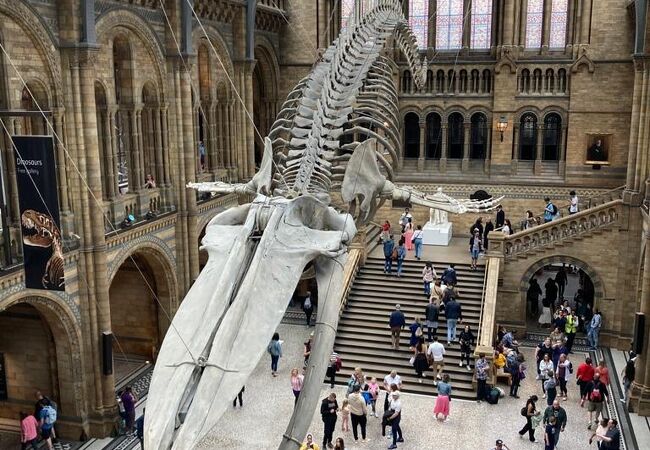 自然史博物館 クチコミ アクセス 営業時間 ロンドン フォートラベル