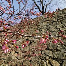 鶴山公園のさくらまつり