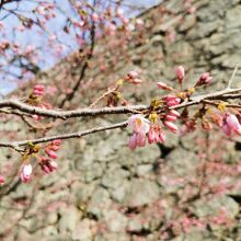 鶴山公園のさくらまつり