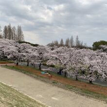 桜並木