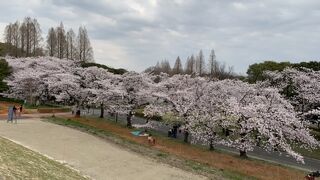 お花見シーズン