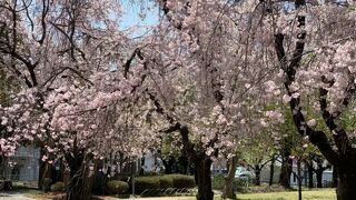 県営朝宮公園