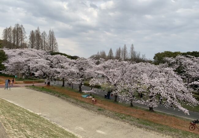 お花見シーズン