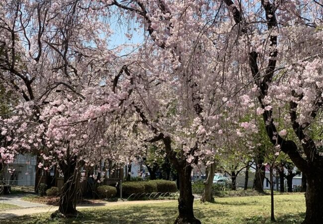 県営朝宮公園