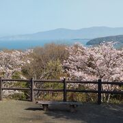 展望台から見る瀬戸の海と、桜のコントラストがとても綺麗！