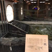 ロビーで飼育されるイトウ