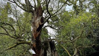 しまなみ海道　大山祇神社