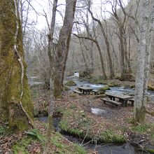 奥入瀬遊歩道白銀の流れ