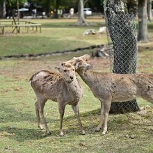 梅の下で戯れる鹿