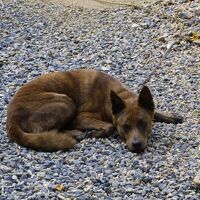 看板犬　4匹飼っていて賑やかです