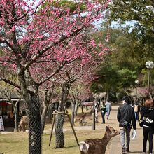 ぽつねんと、鹿