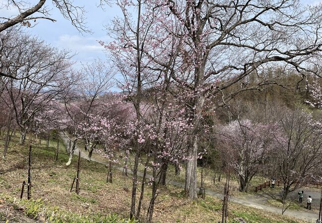 金刀比羅さくら公園