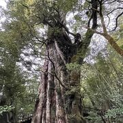 歩かずに見れる屋久杉