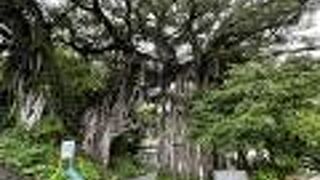 アーチ状のガジュマル