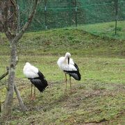 コウノトリを知りました