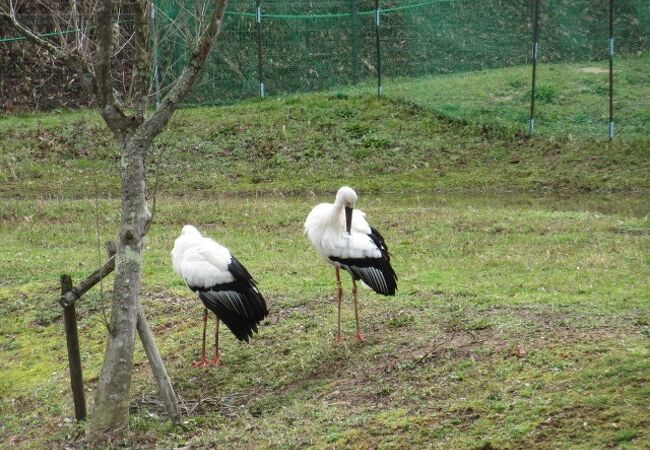 コウノトリを知りました