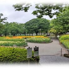 公園南側からユリ園の眺め